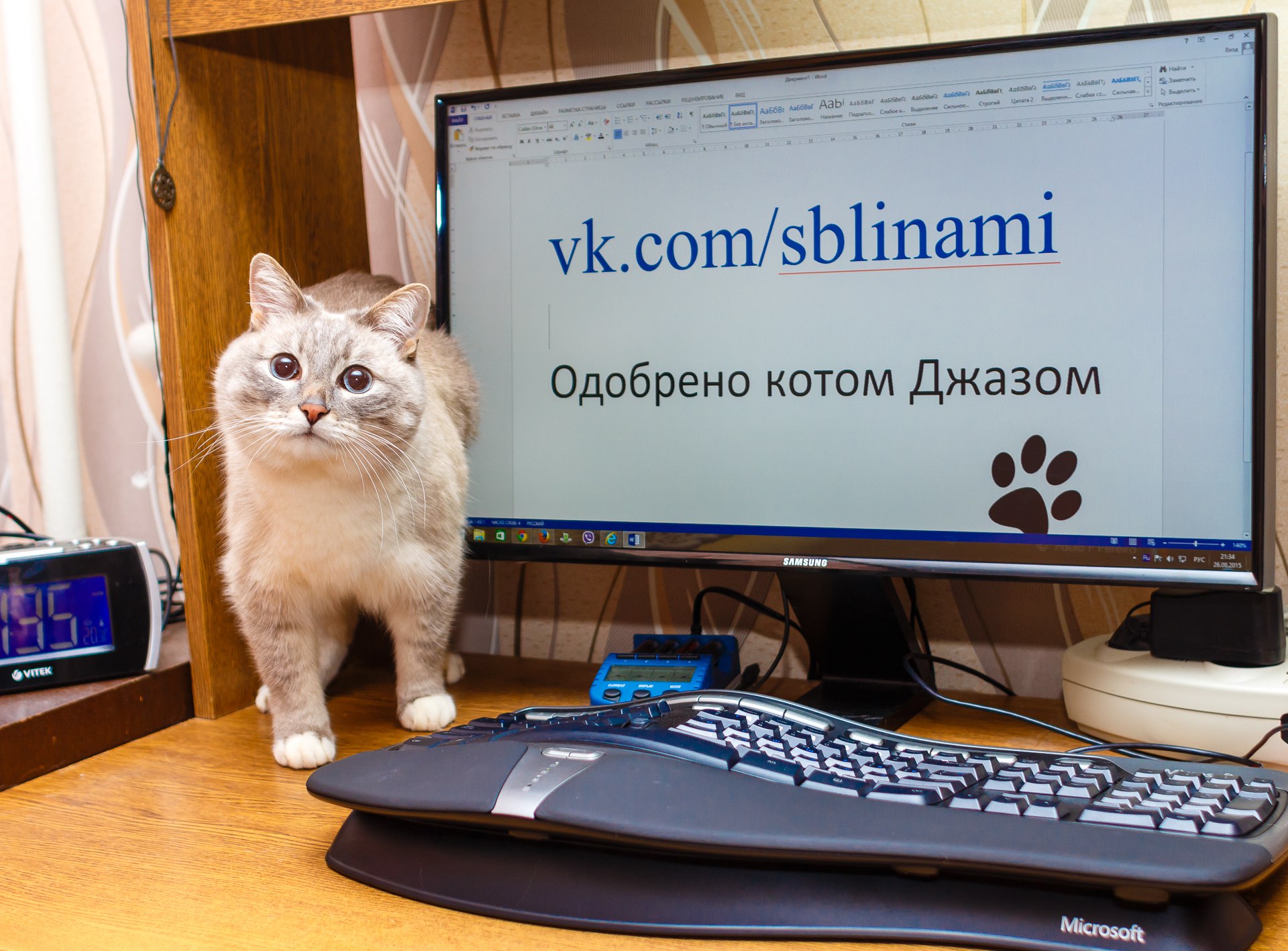 Кот разработчик. Кот программист. Котик с компьютером. Котик за компом. Кот и компьютер.