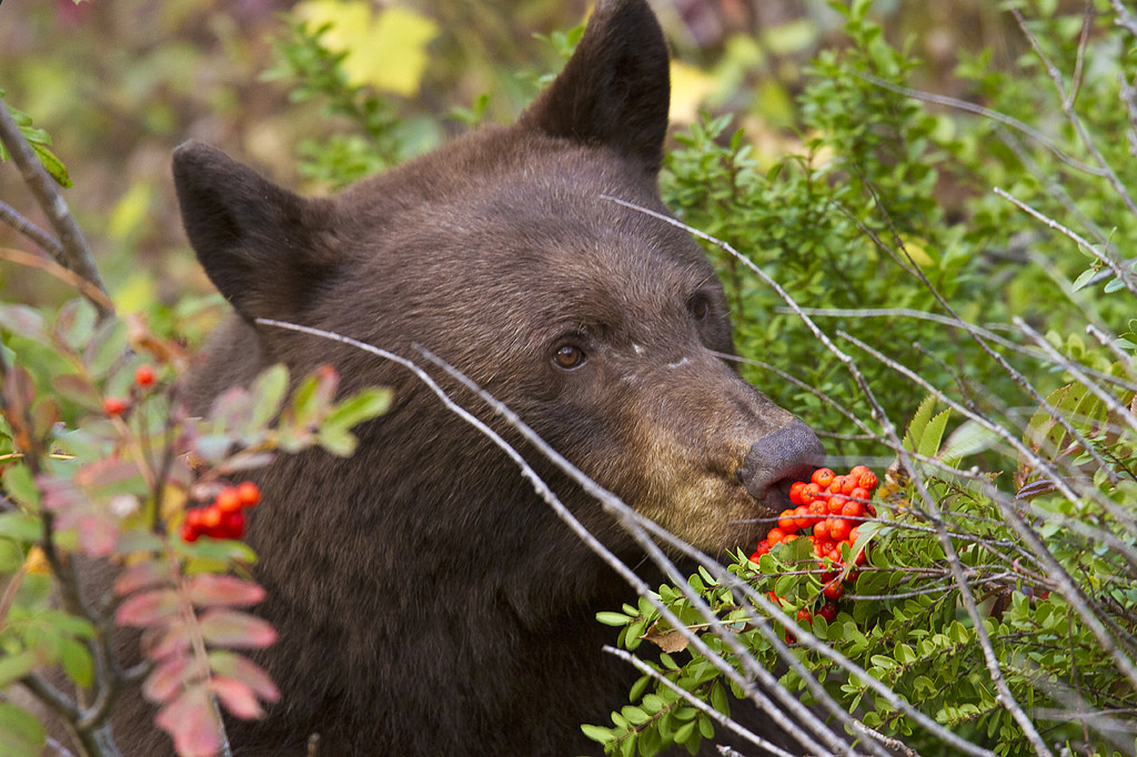 Питание медведя. Питание бурого медведя. Бурый медведь ест. Бурый медведь питается. Бурый медведь ест ягоды.