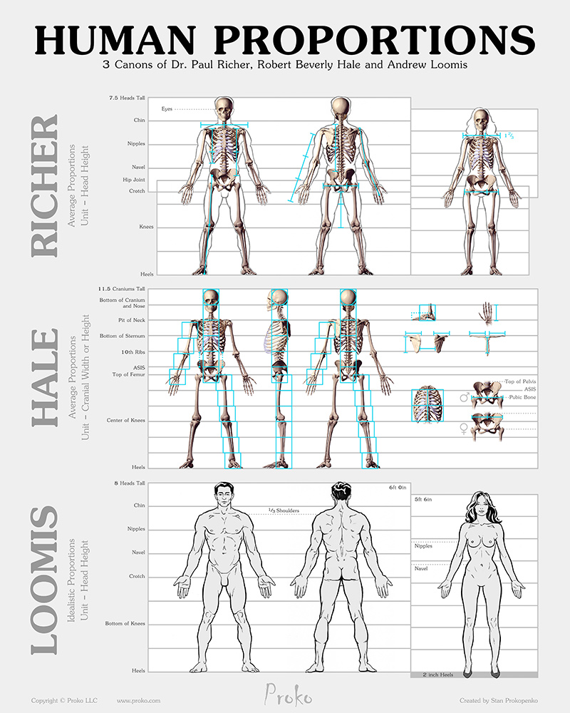 Ideal Body Proportions Chart