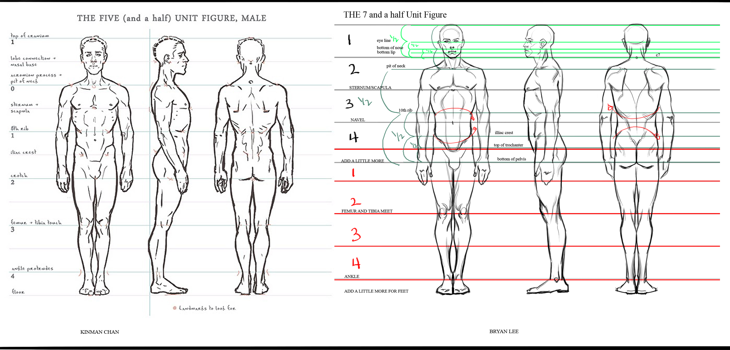Пропорции мужского тела в головах