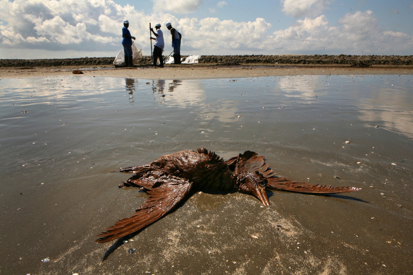 После разлива воды. Экологическая катастрофа. Разлив нефти птицы. Загрязнение моря нефтью.
