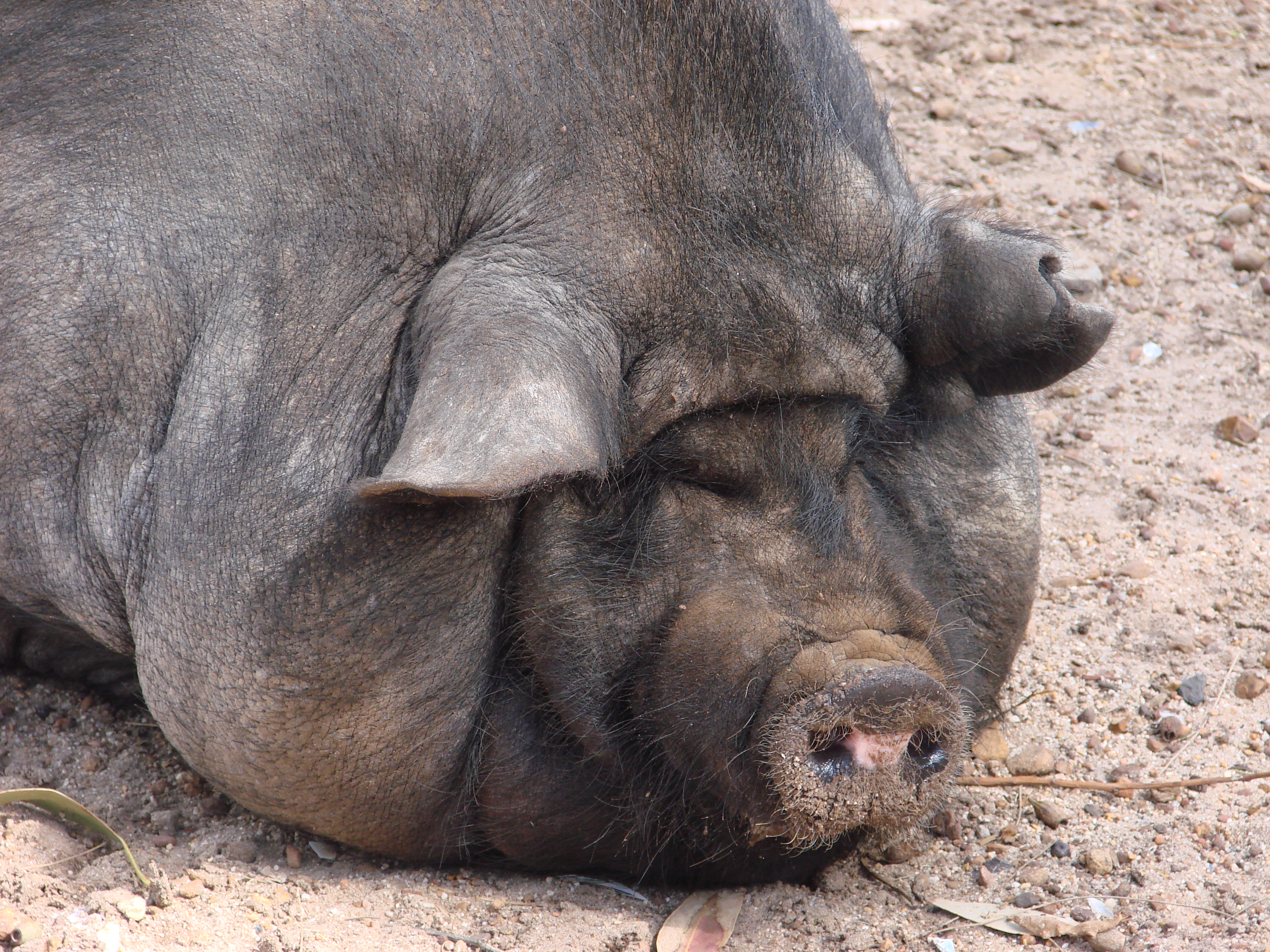 Какое животное самое толстое. Кабан боров хряк свинья. Вьетнамская вислобрюхая свинья. Лакомб порода свиней.