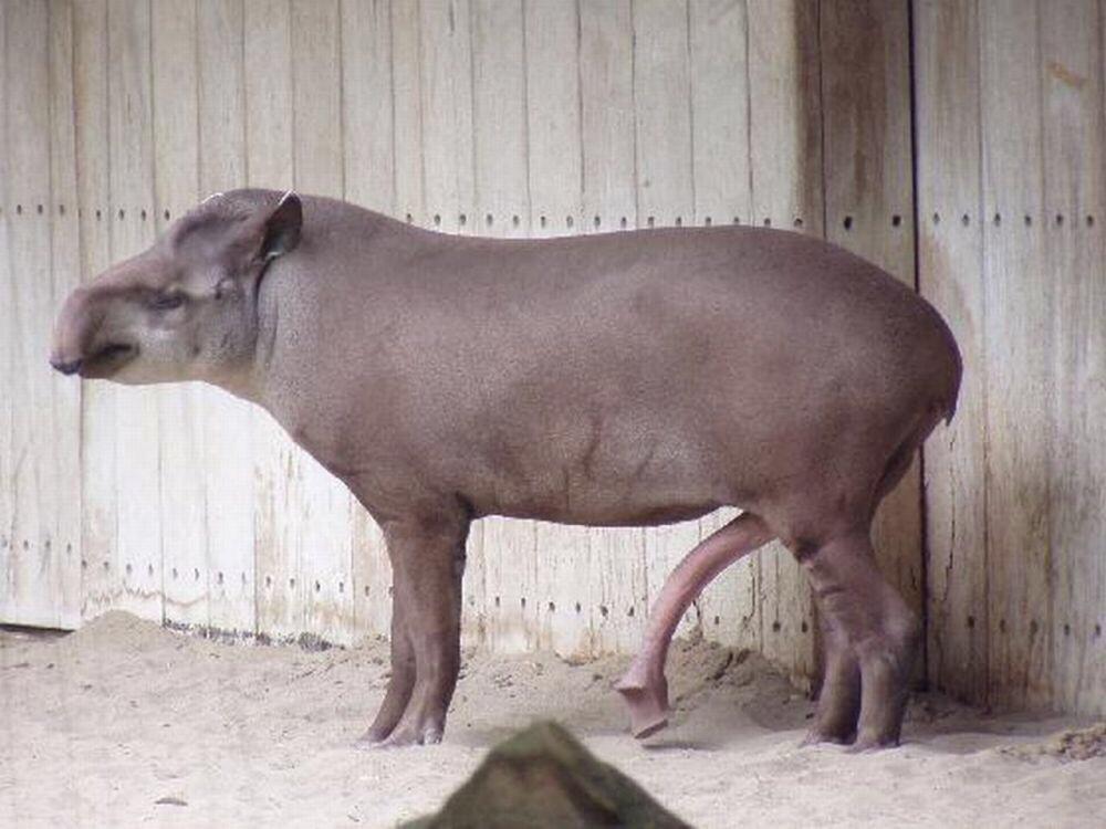 17929584 its a tapir. they have hueg dicks.