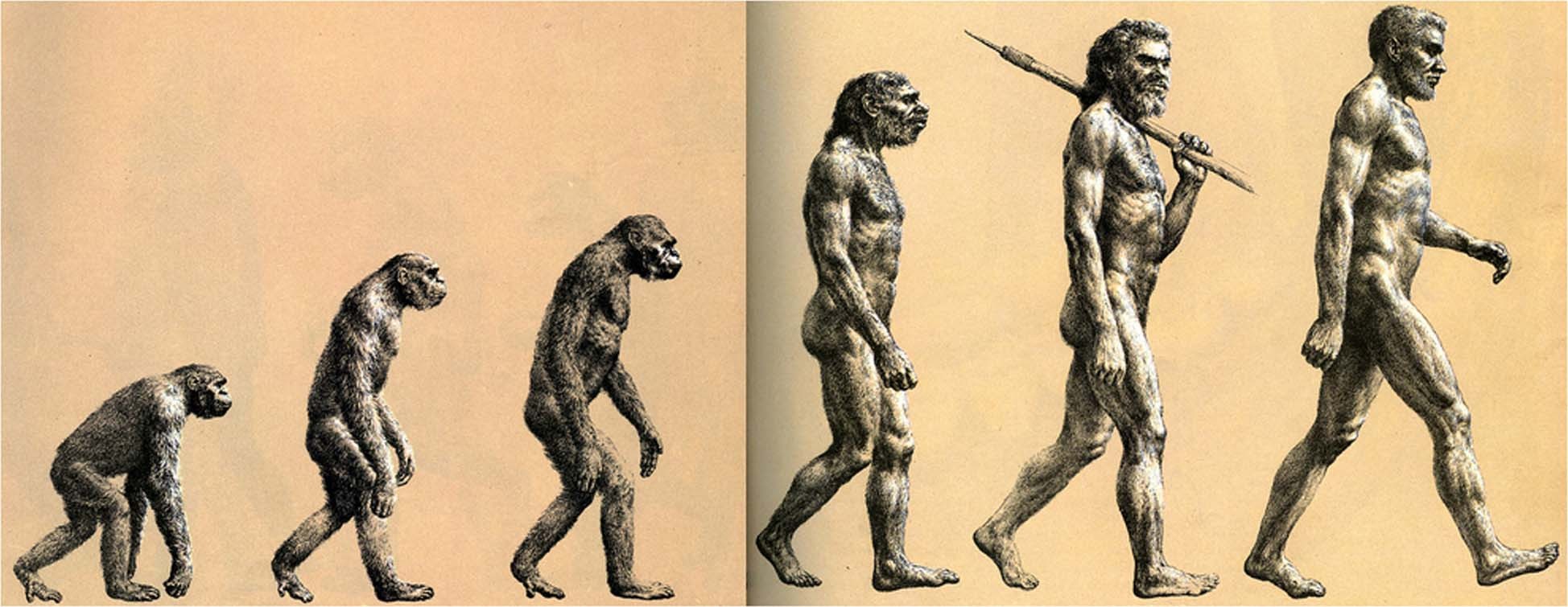 Теория эволюции Дарвина. Теория Дарвина о эволюции человека. Возникновение прямохождения
