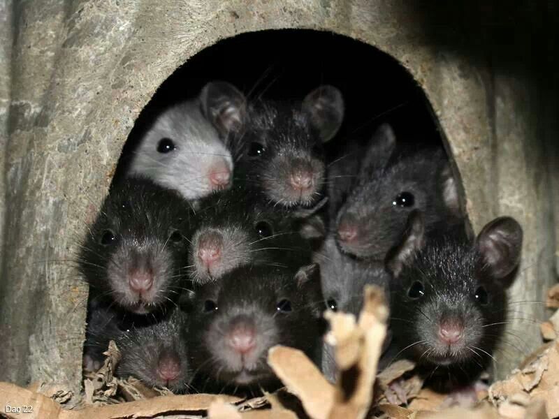 Найти мышей