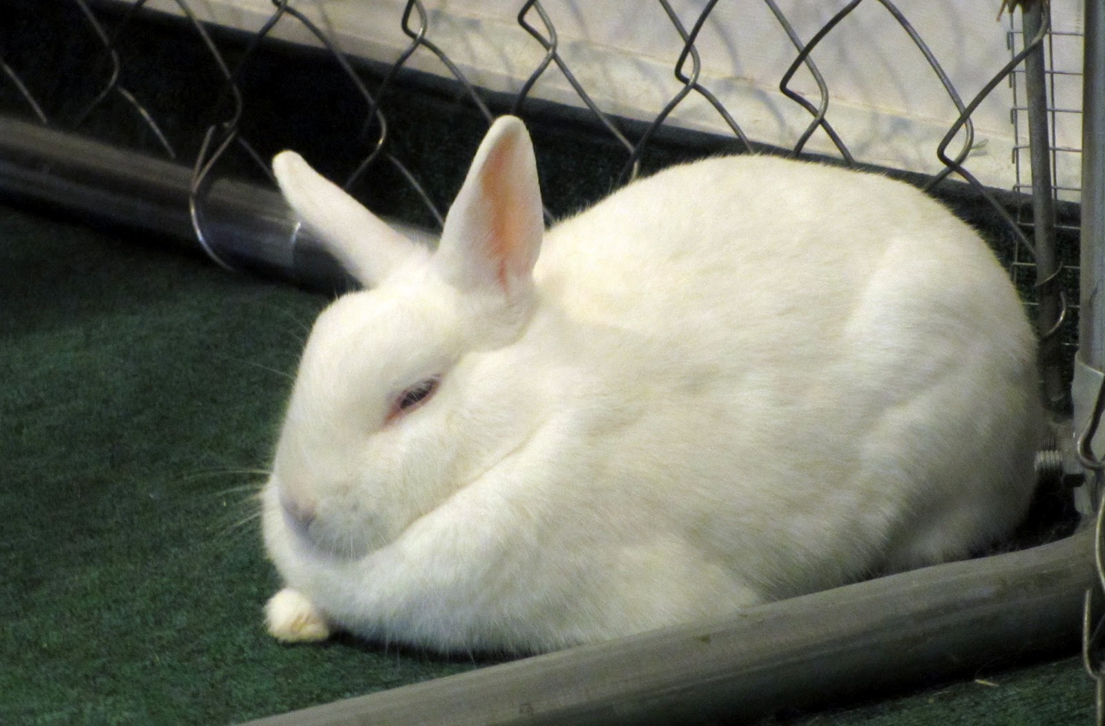 К чему снится кролик живой. Спящий кролик. Спящие крольчата.